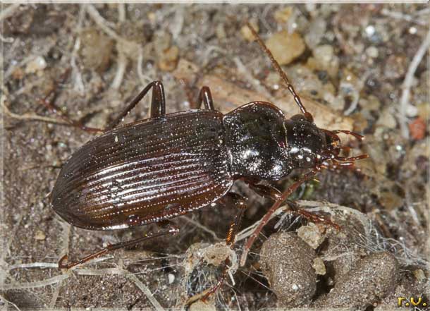  Nebria brevicollis  Carabidae 