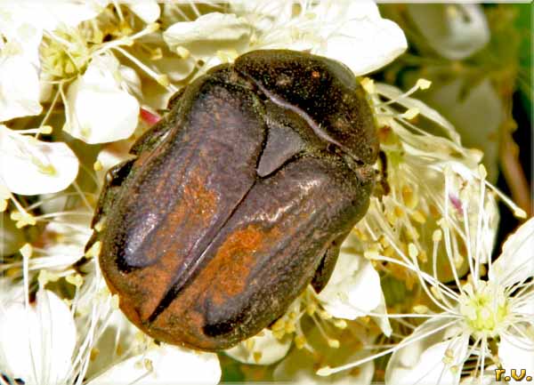  Netocia morio  Scarabaeidae 