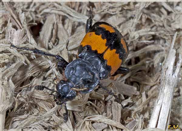  Nicrophorus vespilloides  Silphidae 