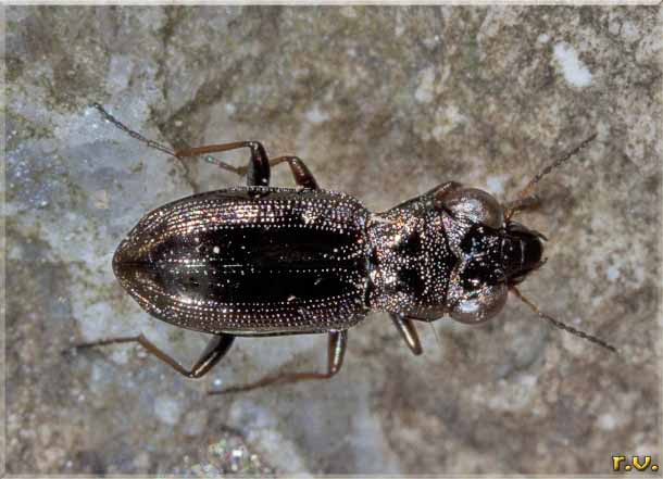  Notiophilus palustris  Carabidae 