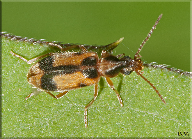 Notoxus monoceros