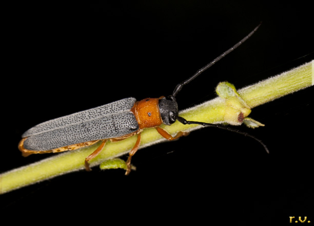  Oberea oculata  Cerambycidae 