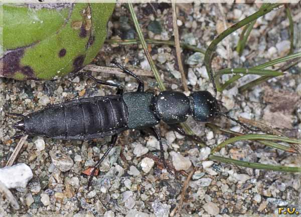 cocchiere del diavolo Ocypus olens  Staphylinidae 