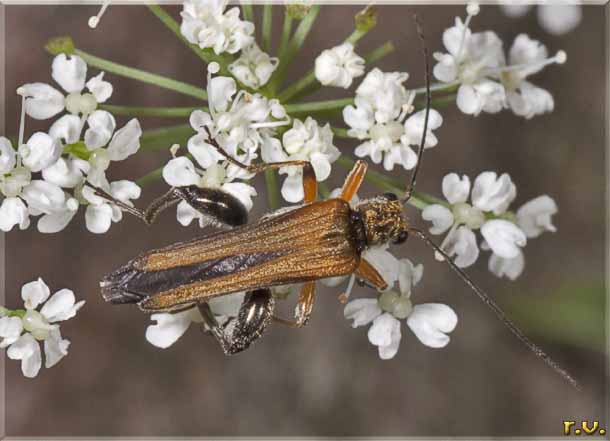  Oedemera femorata  Oedemeridae 