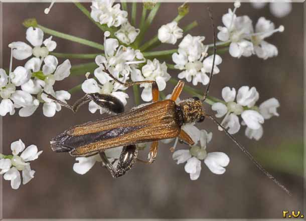 Oedemera femorata