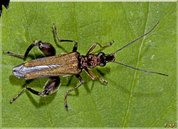 Oedemera flavipes