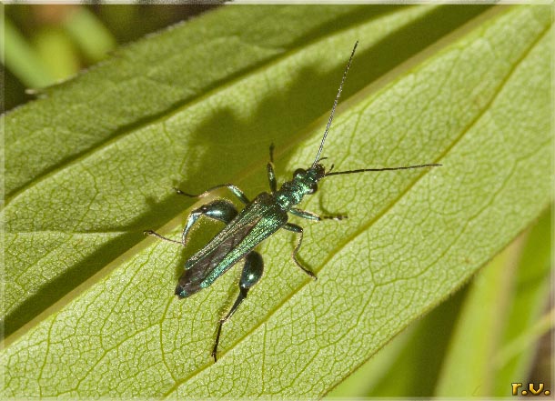  Oedemera nobilis  Oedemeridae 