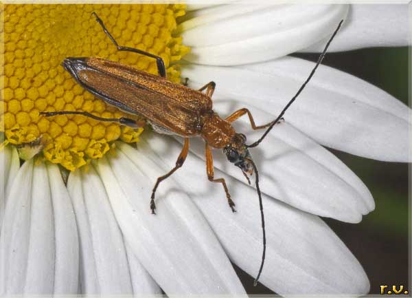  Oedemera podagrariae  Oedemeridae 