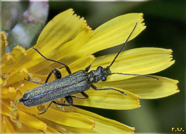  Oedemera virescens  Oedemeridae 