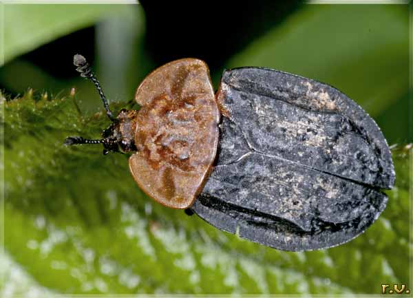  Oiceoptoma thoracicum  Silphidae 