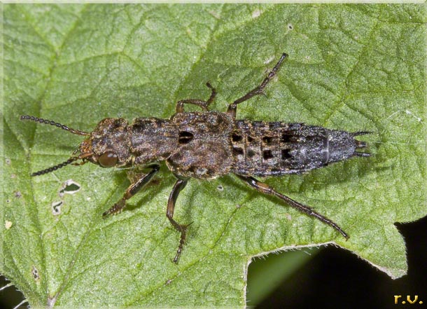  Ontholestes haroldi  Staphylinidae 