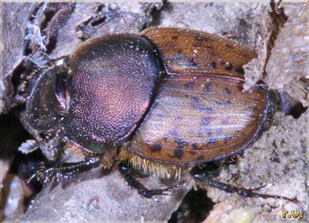  Onthophagus coenobita  Scarabaeidae 