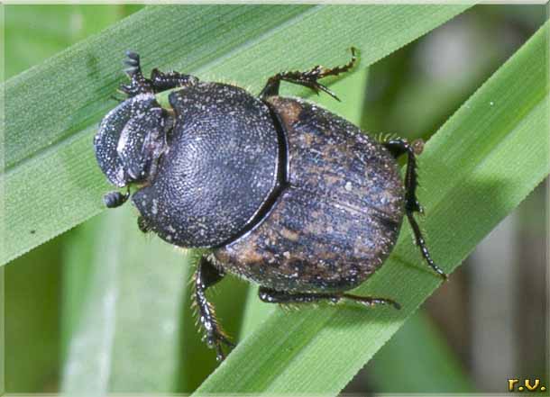  Onthophagus nuchicornis  Scarabaeidae 