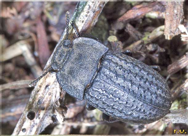  Opatrum sabulosum  Tenebrionidae 