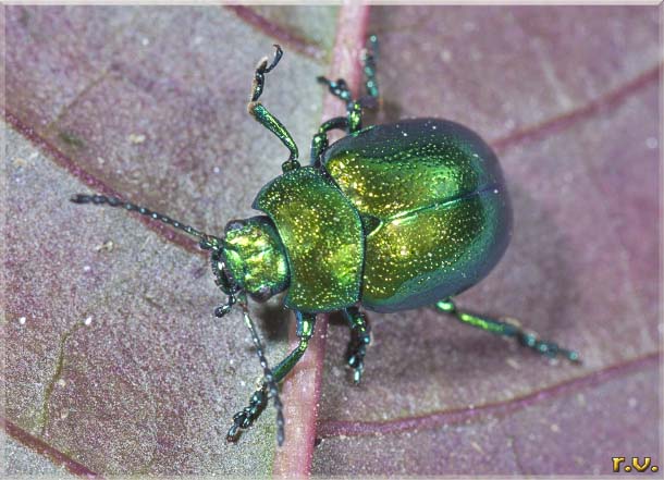  Oreina frigida  Chrysomelidae 