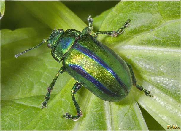  Oreina gloriosa  Chrysomelidae 