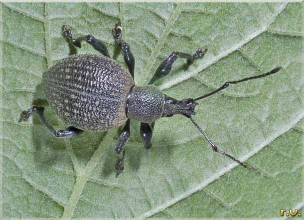  Otiorhynchus armadillo  Curculionidae 