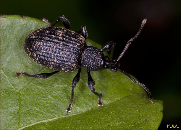  Otiorhynchus aurifer  Curculionidae 