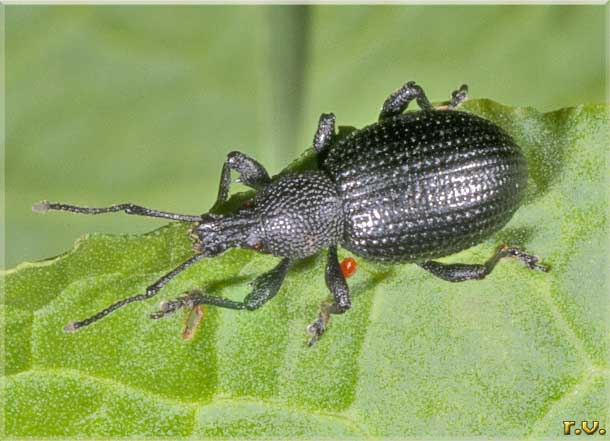  Otiorhynchus halbherri  Curculionidae 