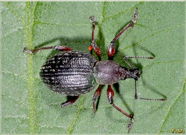  Otiorhynchus niger  Curculionidae 