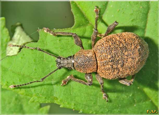  Otiorhynchus salicicola  Curculionidae 