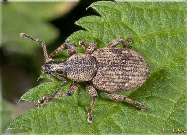  Otiorhynchus scaber  Curculionidae 