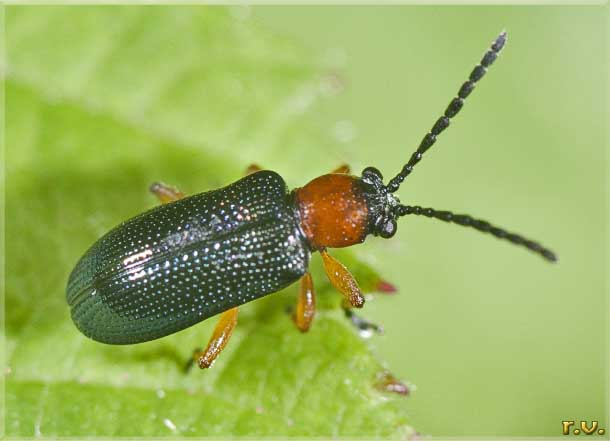  Oulema melanopus  Chrysomelidae 