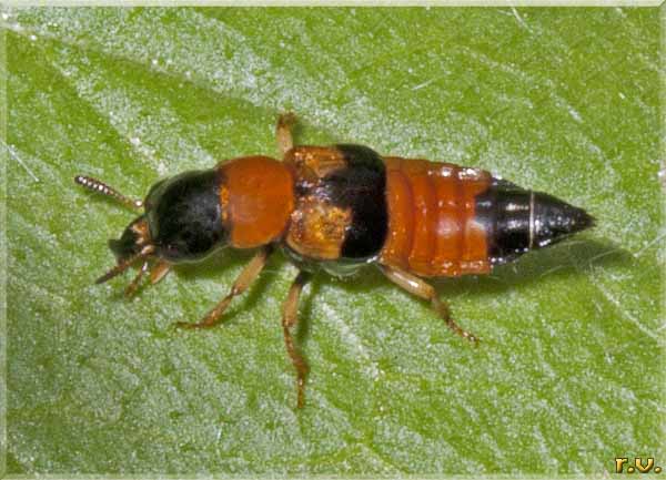  Oxyporus rufus  Staphylinidae 
