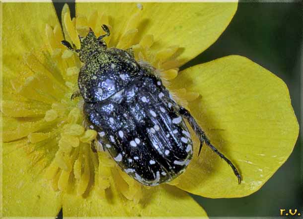  Oxythyrea funesta  Scarabaeidae 