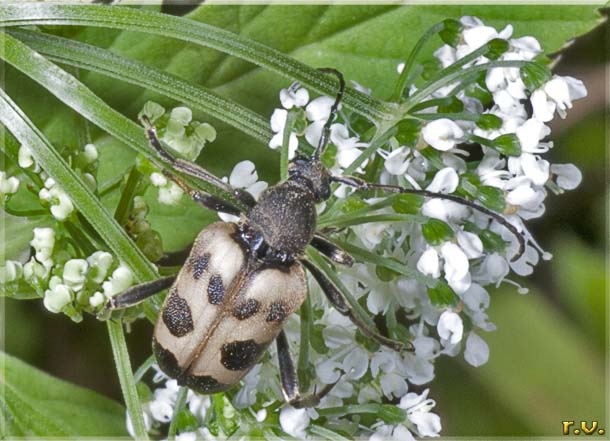  Pachytodes cerambyciformis  Cerambycidae 