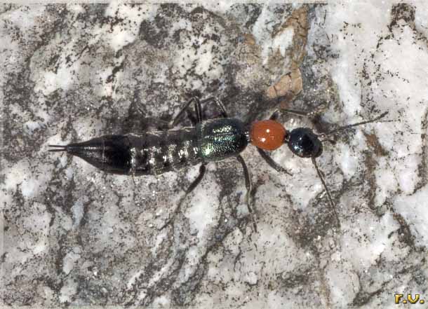  Paederidus ruficollis  Staphylinidae 