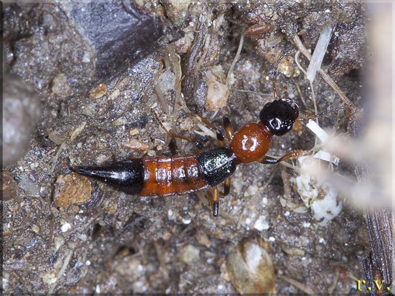 Paederus littoralis  Staphylinidae 