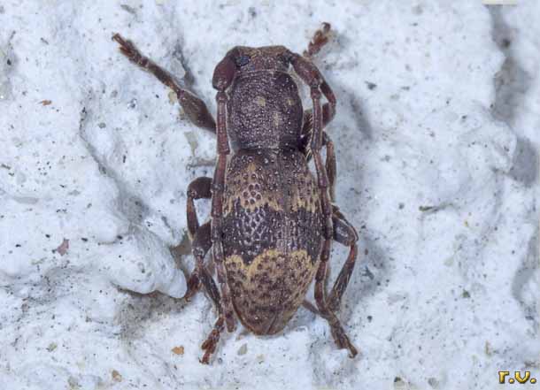  Parmena balteus  Cerambycidae 