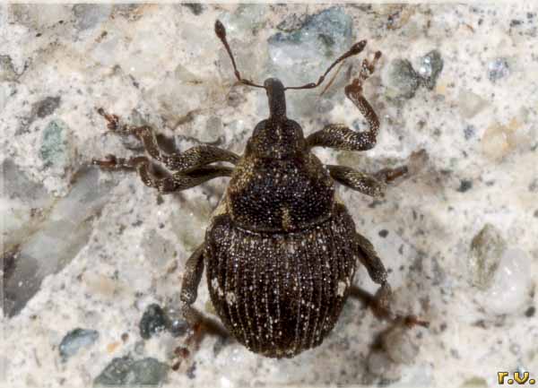  Pelenomus quadricorniger  Curculionidae 