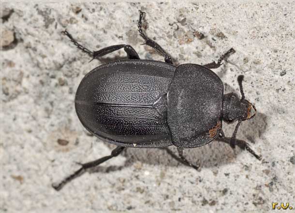  Phosphuga atrata  Silphidae 