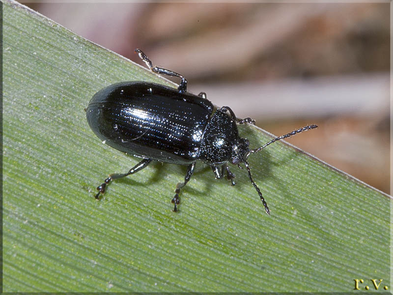  Phratora vulgatissima  Chrysomelidae 