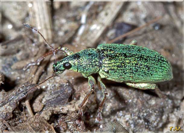  Phyllobius arborator  Curculionidae 