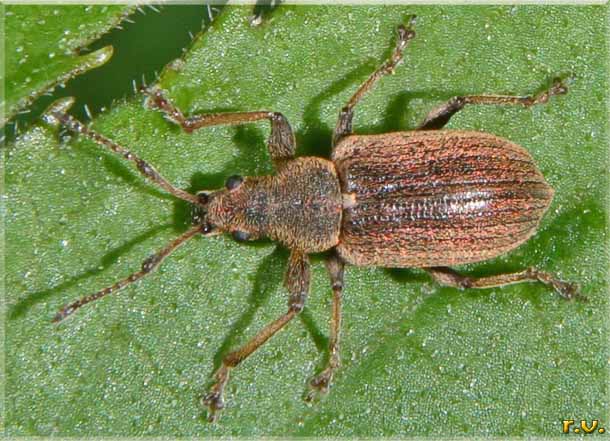  Phyllobius calcaratus  Curculionidae 
