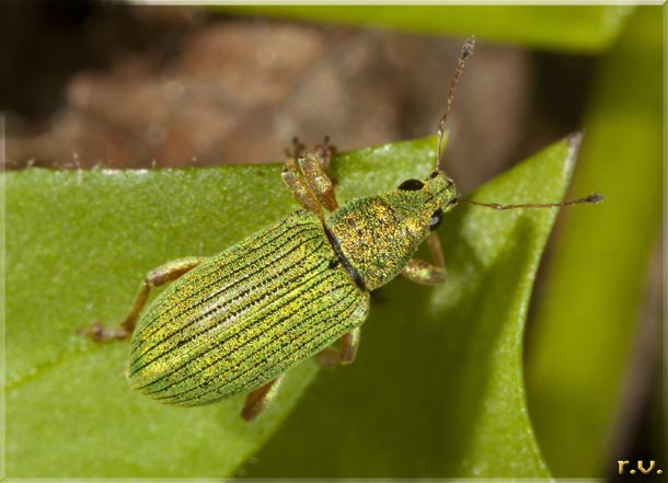  Phyllobius roboretanus  Curculionidae 
