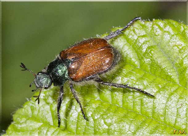  Phyllopertha horticola  Rutelidae 