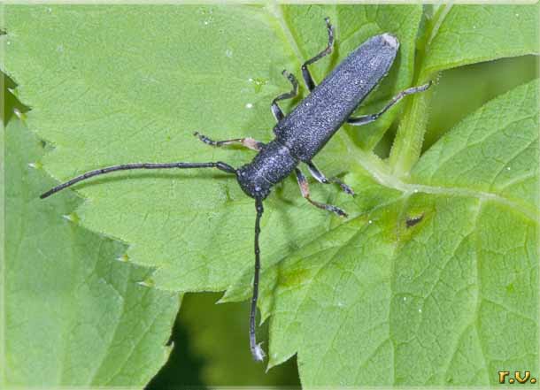  Phytoecia cylindrica  Cerambycidae 