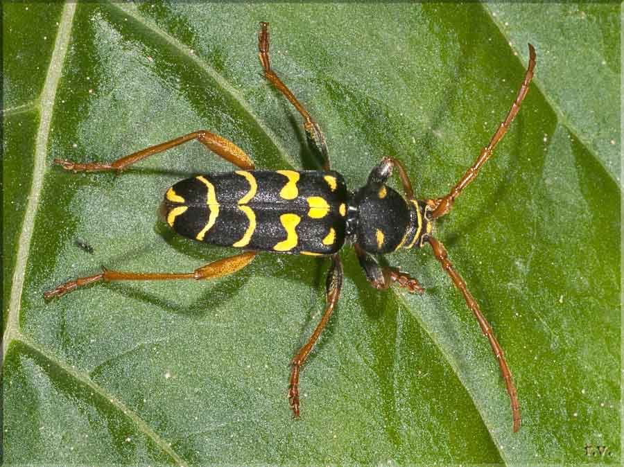  Plagionotus arcuatus  Cerambycidae 