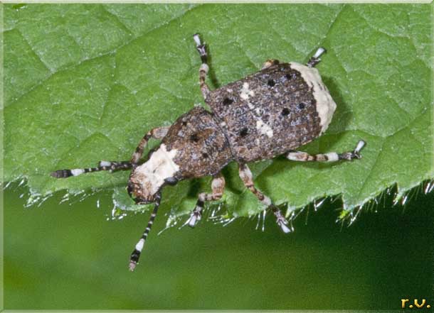 Platystomos albinus  Curculionidae 
