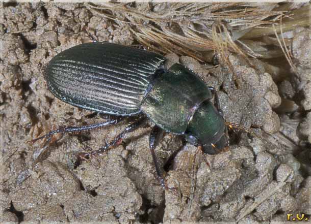  Poecilus cupreus  Carabidae 