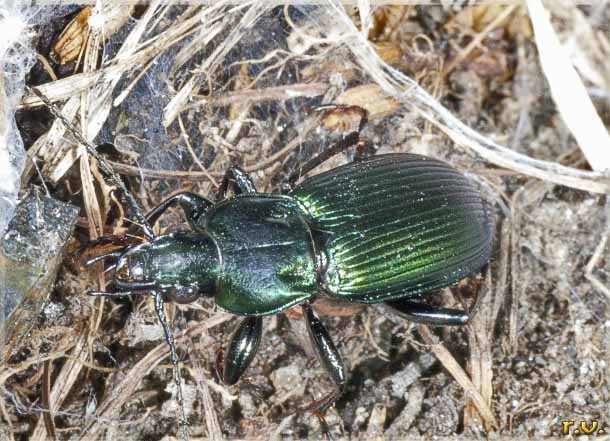  Poecilus lepidus  Carabidae 