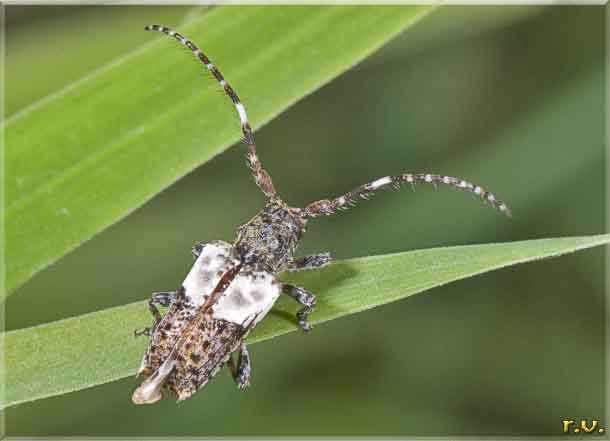  Pogonocherus hispidulus  Cerambycidae 