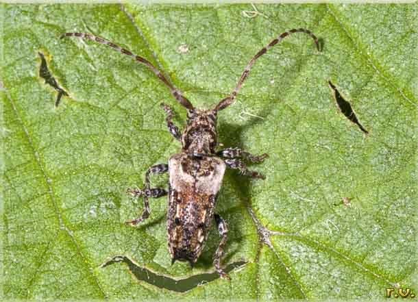  Pogonocherus hispidus  Cerambycidae 