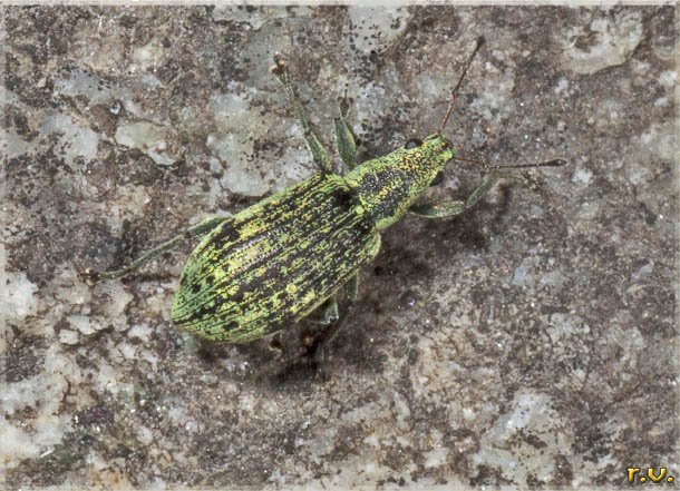  Polydrusus sinuatus  Curculionidae 