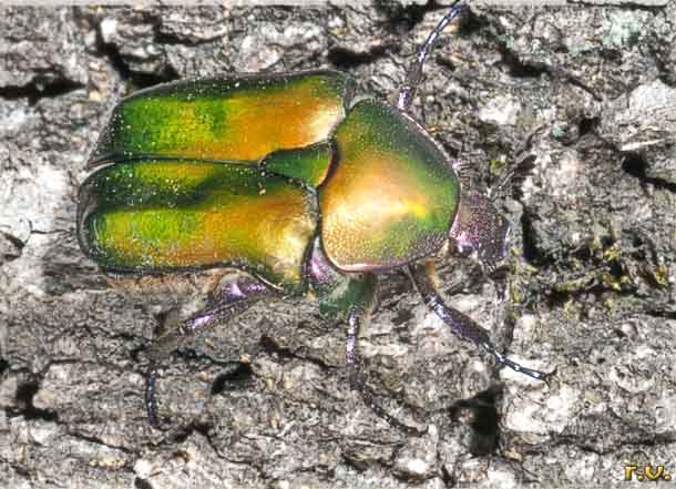  Potosia cuprea  Scarabaeidae 