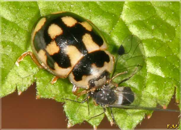  Propylea quatuordecimpunctata  Coccinellidae 